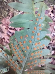 Polypodium interjectum