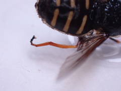 Sericomyia