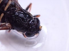 Sericomyia