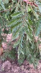 Sequoia sempervirens