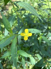 Ludwigia erecta