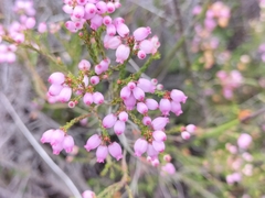 Erica gracilis
