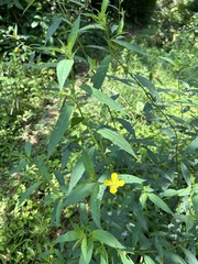 Ludwigia erecta