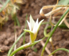 Romulea columnae