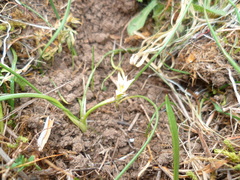 Romulea columnae