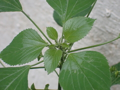 Acalypha indica