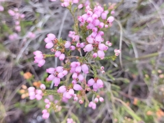 Erica gracilis