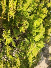 Platycladus orientalis