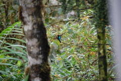 Boissonneaua jardini