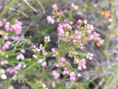 Erica gracilis
