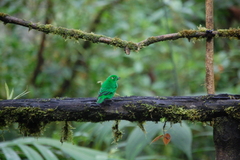 Chlorochrysa phoenicotis