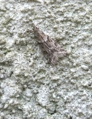 Eudonia angustea