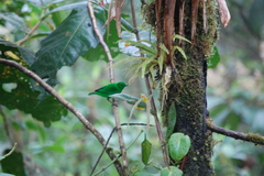 Chlorochrysa phoenicotis
