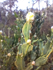 Genista tridentata
