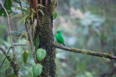 Chlorochrysa phoenicotis