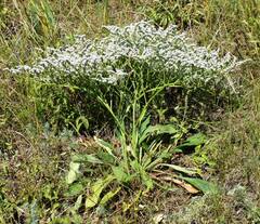 Goniolimon tataricum
