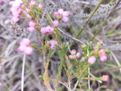 Erica gracilis