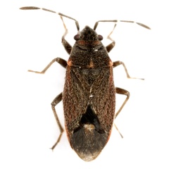 Lygaeospilus tripunctatus