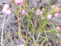 Erica gracilis