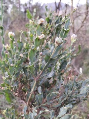 Genista tridentata