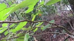 Solanum hirtum