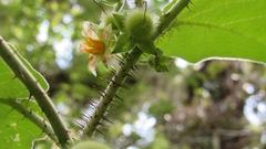 Solanum hirtum