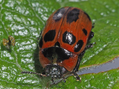 Gonioctena viminalis
