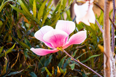Magnoliaceae