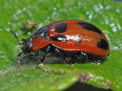 Gonioctena viminalis