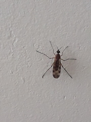 Sylvicola fenestralis