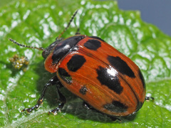 Gonioctena viminalis