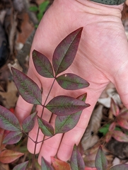 Nandina domestica