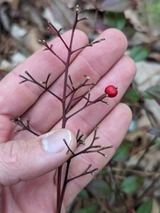 Nandina domestica