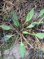 Arnoglossum
