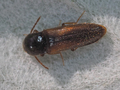 Adrastini