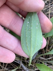 Arnoglossum