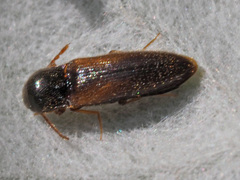 Adrastini