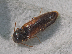Adrastini