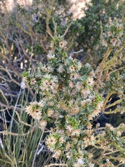 Baccharis tola