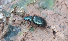 Bembidion stephensii