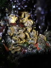 Primavelans insculpta