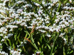 Goniolimon tataricum