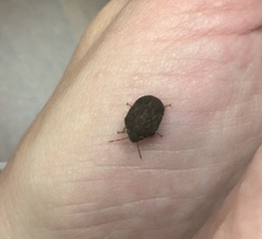 Stethaulax marmorata