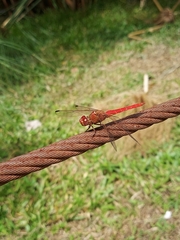 Orthemis nodiplaga
