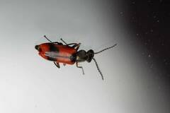 Anthocomus equestris