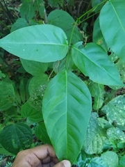 Platymiscium dimorphandrum