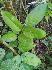Platymiscium dimorphandrum