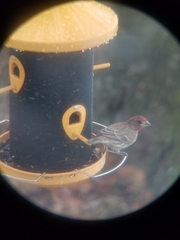 Haemorhous mexicanus