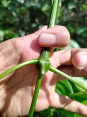 Platymiscium dimorphandrum
