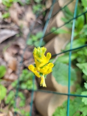 Corydalis micrantha